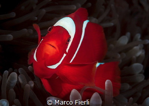 Spinecheeck Anemonefish, Female Portrait
5188x3706 by Marco Fierli 